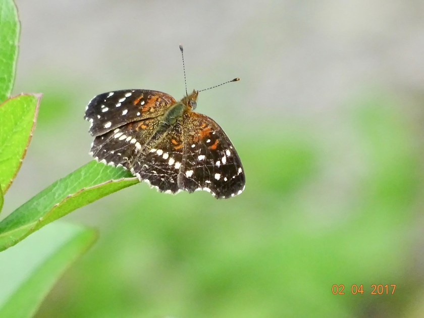 Phyciodes texana