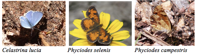 Screen Shot 2017-05-23 at 11.15.05 PM