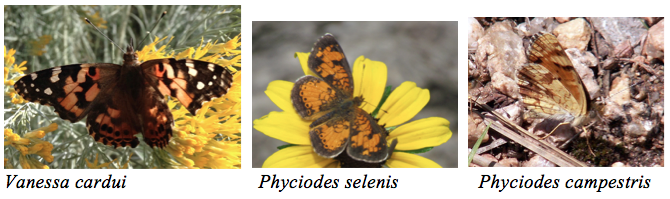 Screen Shot 2017-05-23 at 11.18.44 PM