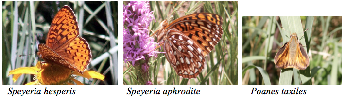 Screen Shot 2017-05-23 at 11.31.44 PM