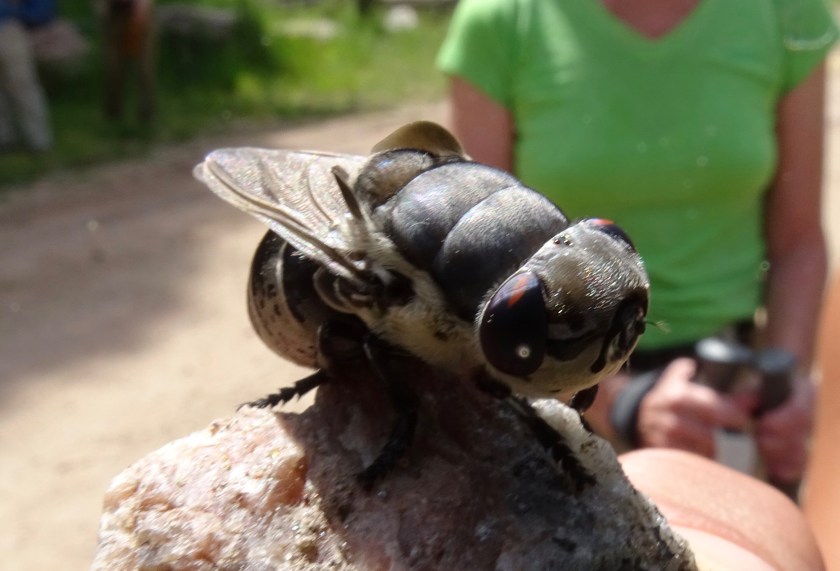 Bot Fly, Cuterebra, family Oestridae, probably a rabbit bot