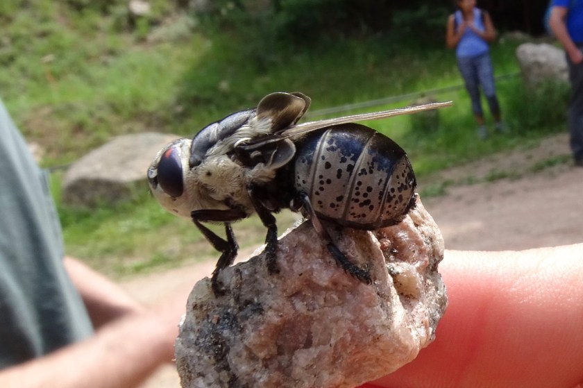 Bot Fly, Cuterebra, family Oestridae, probably a rabbit bot