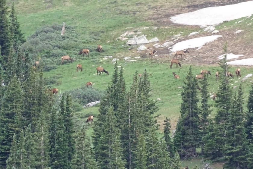 Elk at Horseshoe Mtn