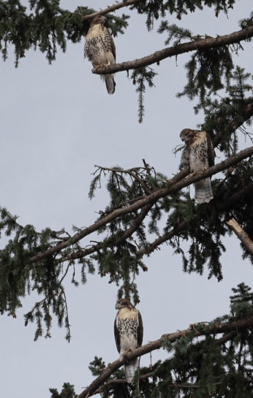 Screen Shot 2017-07-14 at 3.14.40 PM