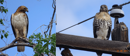 Screen Shot 2017-07-15 at 11.49.17 AM.png