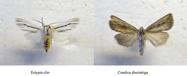 Screen Shot 2017-08-22 at 10.19.40 PM