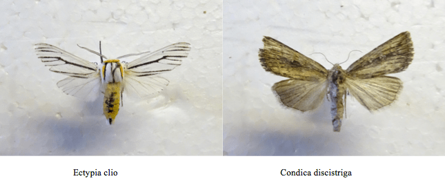 Screen Shot 2017-08-22 at 10.19.40 PM