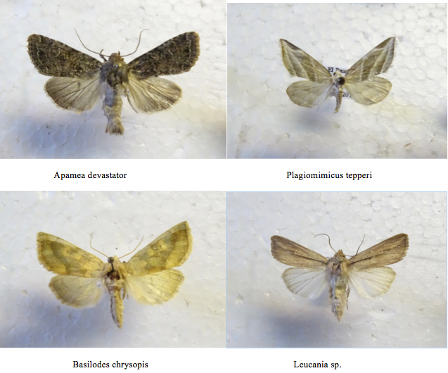 Screen Shot 2017-08-22 at 10.19.55 PM