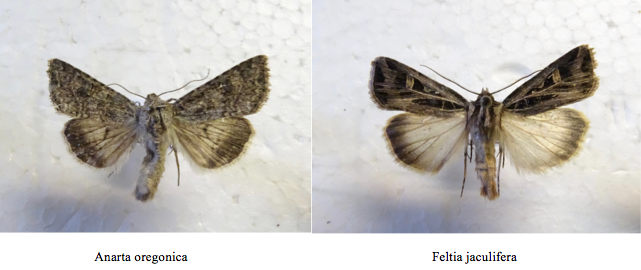 Screen Shot 2017-08-22 at 10.20.07 PM