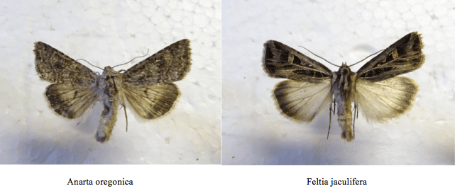 Screen Shot 2017-08-22 at 10.20.07 PM