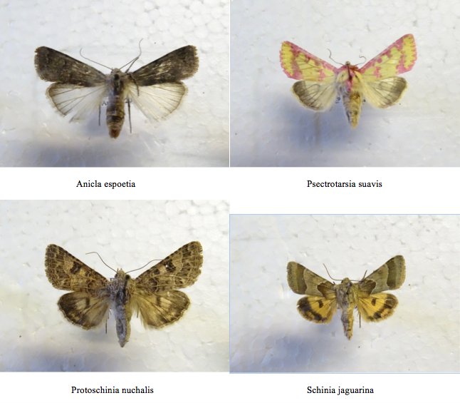 Screen Shot 2017-08-22 at 10.20.20 PM