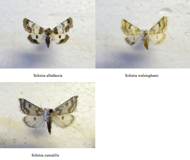 Screen Shot 2017-08-22 at 10.20.49 PM