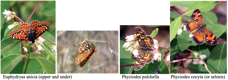 Screen Shot 2019-08-25 at 12.07.45 PM.png