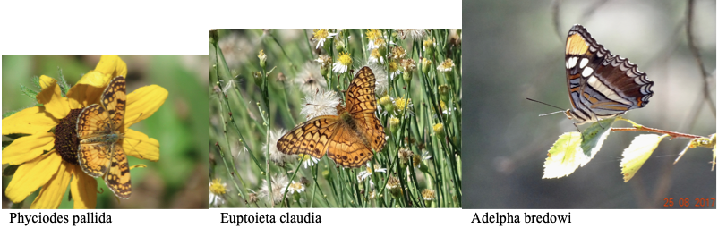 Screen Shot 2019-08-25 at 12.08.02 PM.png