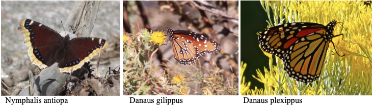 Screen Shot 2019-08-25 at 12.08.34 PM.png