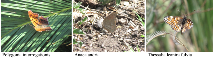 Screen Shot 2019-08-25 at 12.08.50 PM.png