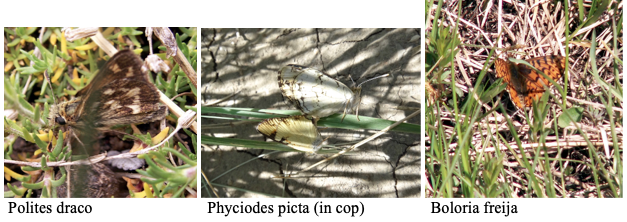 Screen Shot 2019-08-25 at 12.09.03 PM.png