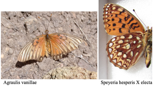 Screen Shot 2019-08-25 at 12.09.21 PM.png