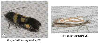 Screen Shot 2020-02-14 at 10.50.59 AM.png