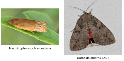 Screen Shot 2020-02-14 at 10.51.14 AM.png