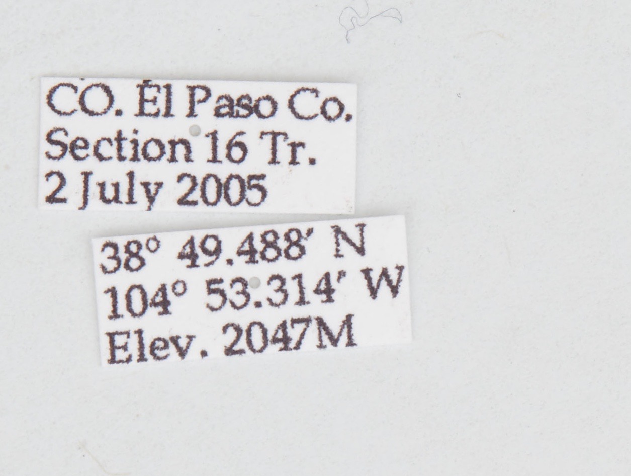 Zizula cyna [STATE RECORD]